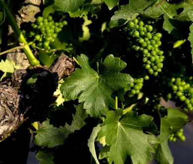 Photo - Blog Vine and grape detail MCellard 2