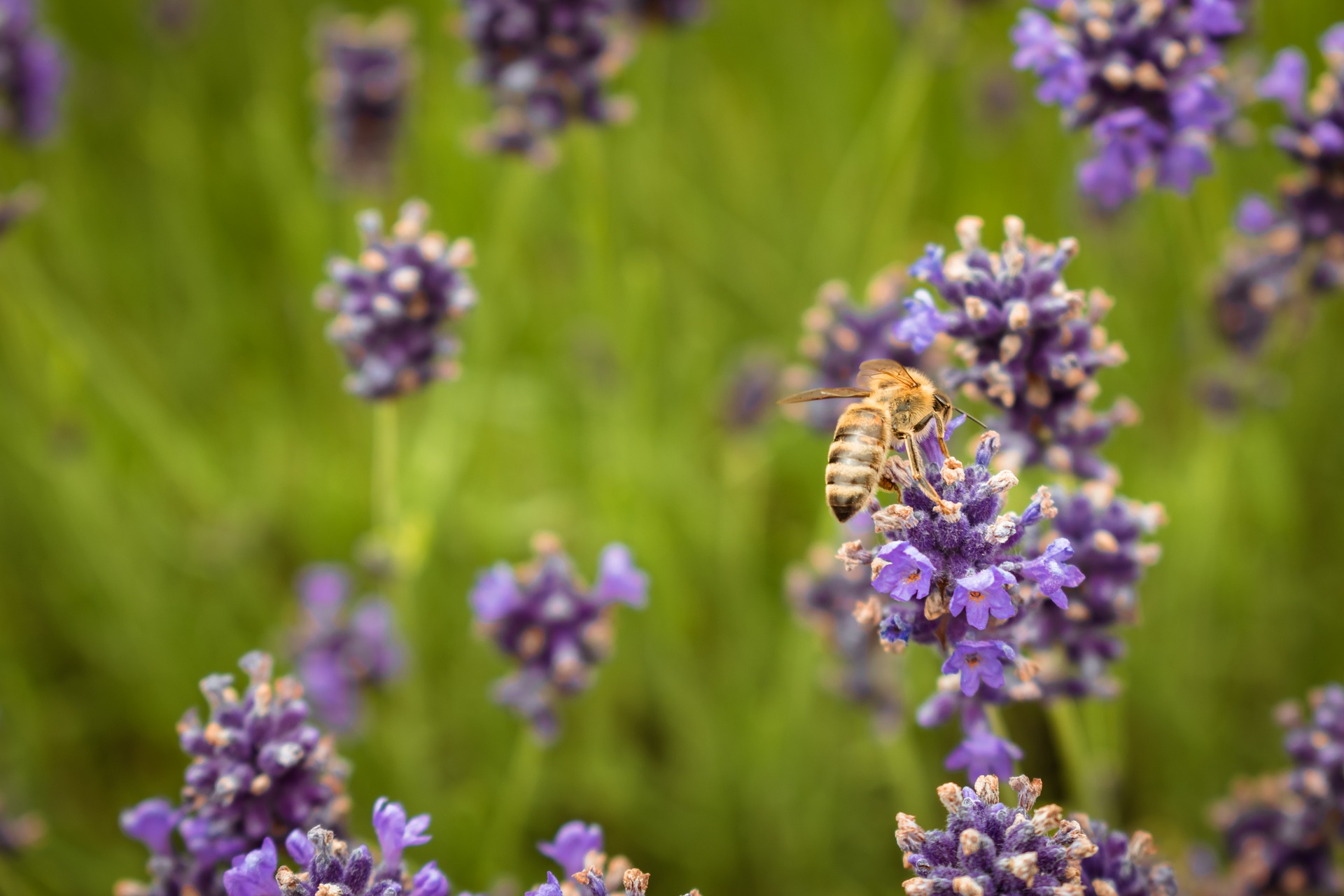 Photo - Blog abeilles et fleurs 2