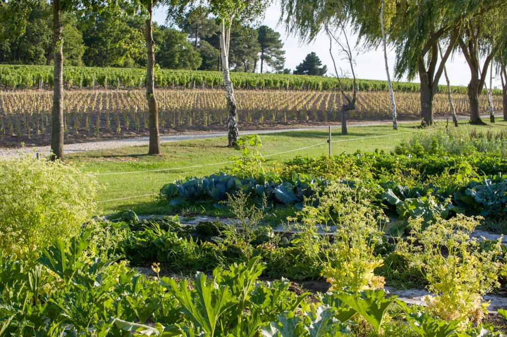 Photo - L'automne aux Sources de Caudalie : nos activités pour petits et grands Potager01 2016 GdeLaubier®