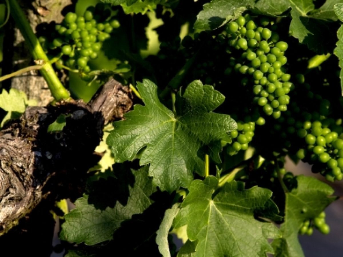 Detail of vine and grapes_MCellard -2