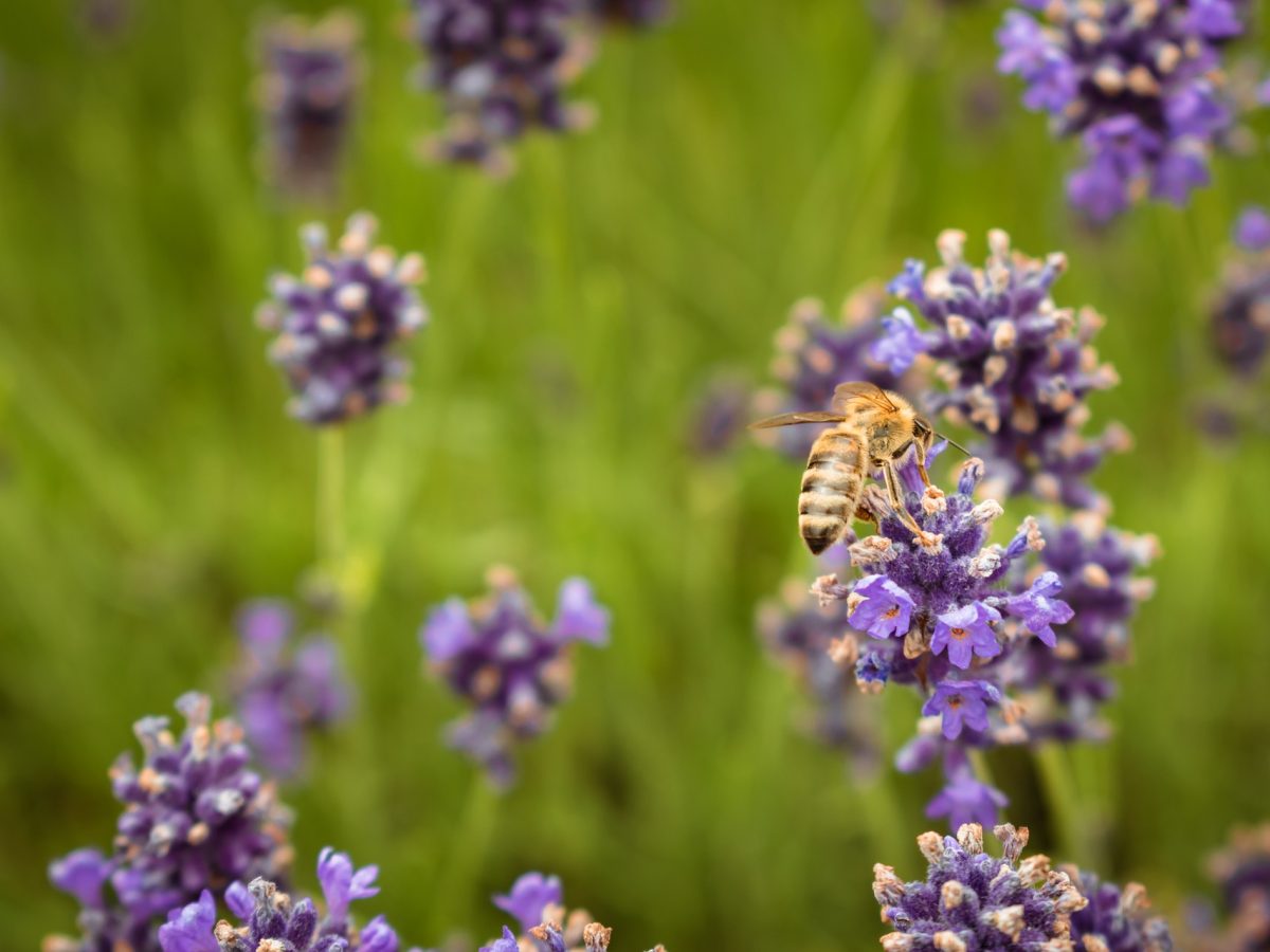 abeilles et fleurs (2)